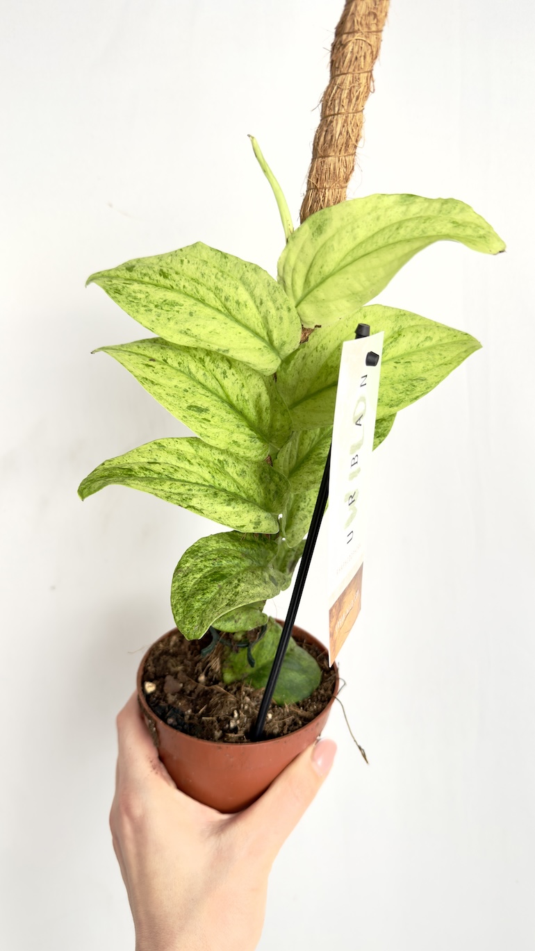 Raphidophora korthalsii Marble Aura