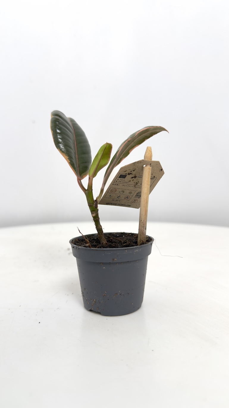 Ficus Tineke