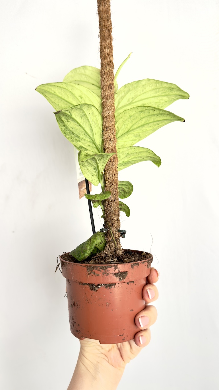 Raphidophora korthalsii Marble Aura