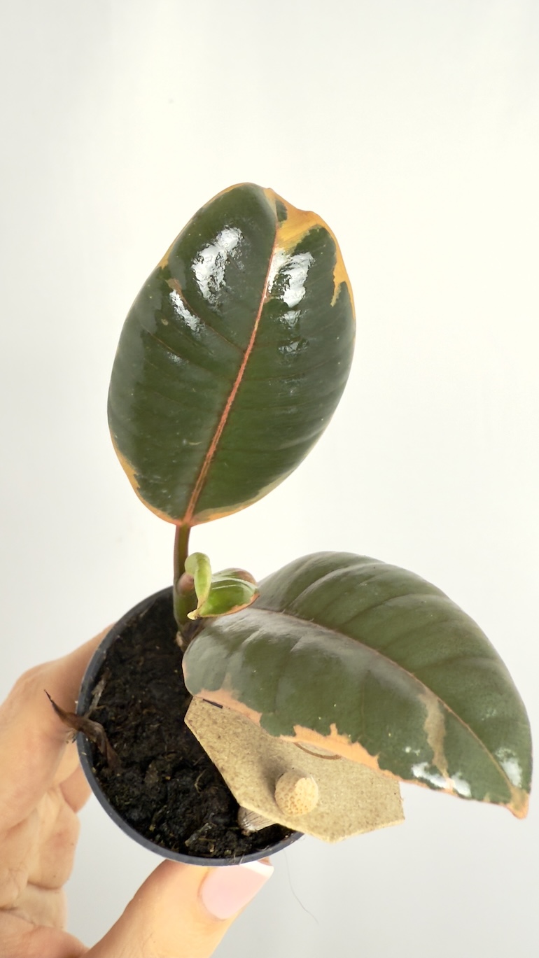 Ficus Tineke