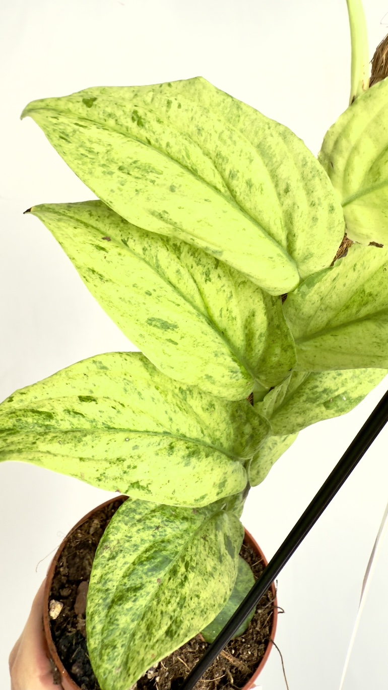 Raphidophora korthalsii Marble Aura