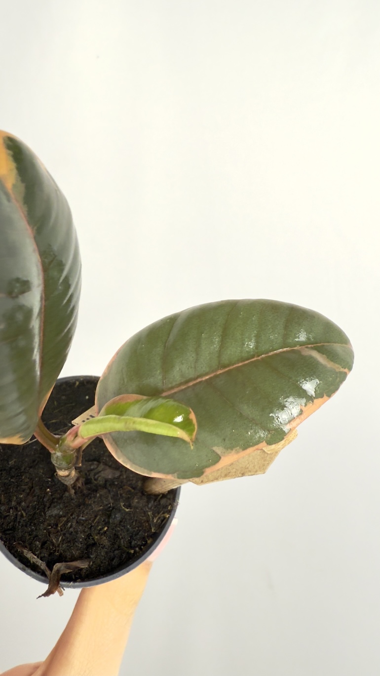 Ficus Tineke