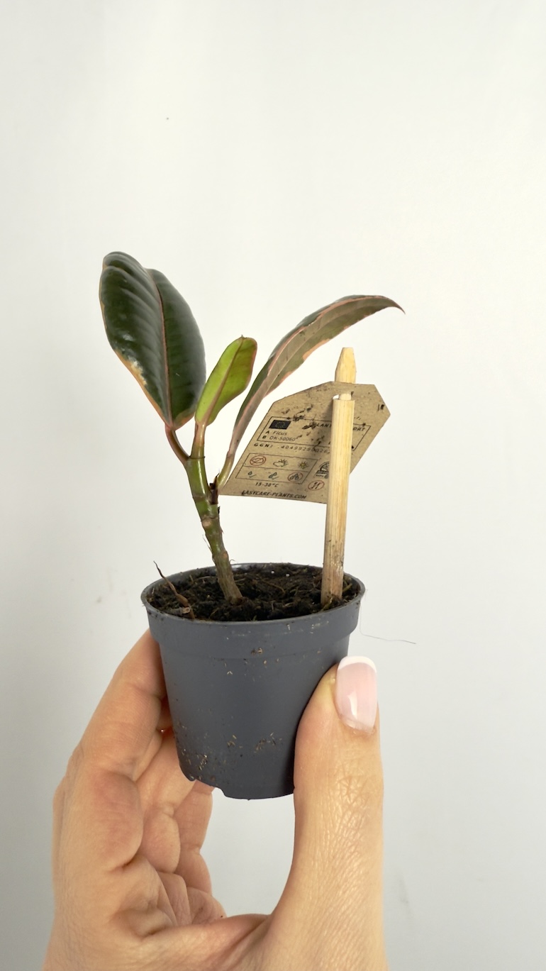 Ficus Tineke