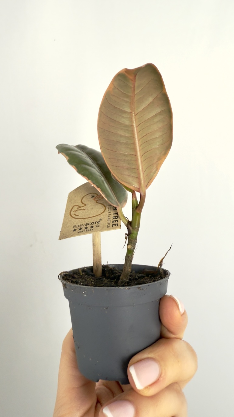 Ficus Tineke