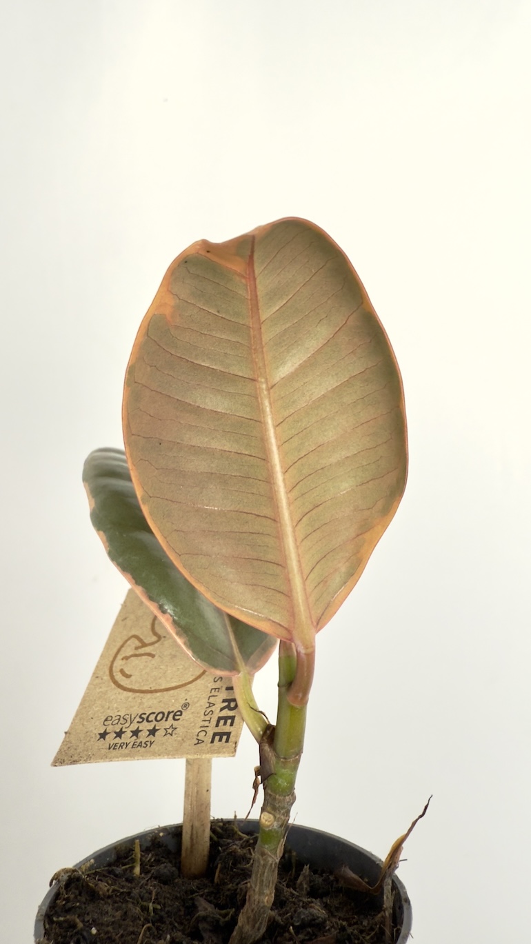 Ficus Tineke
