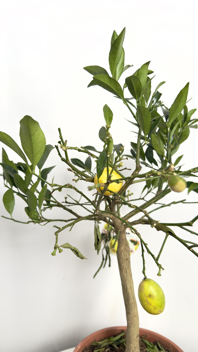 Cytryna Floridana  II kategorii