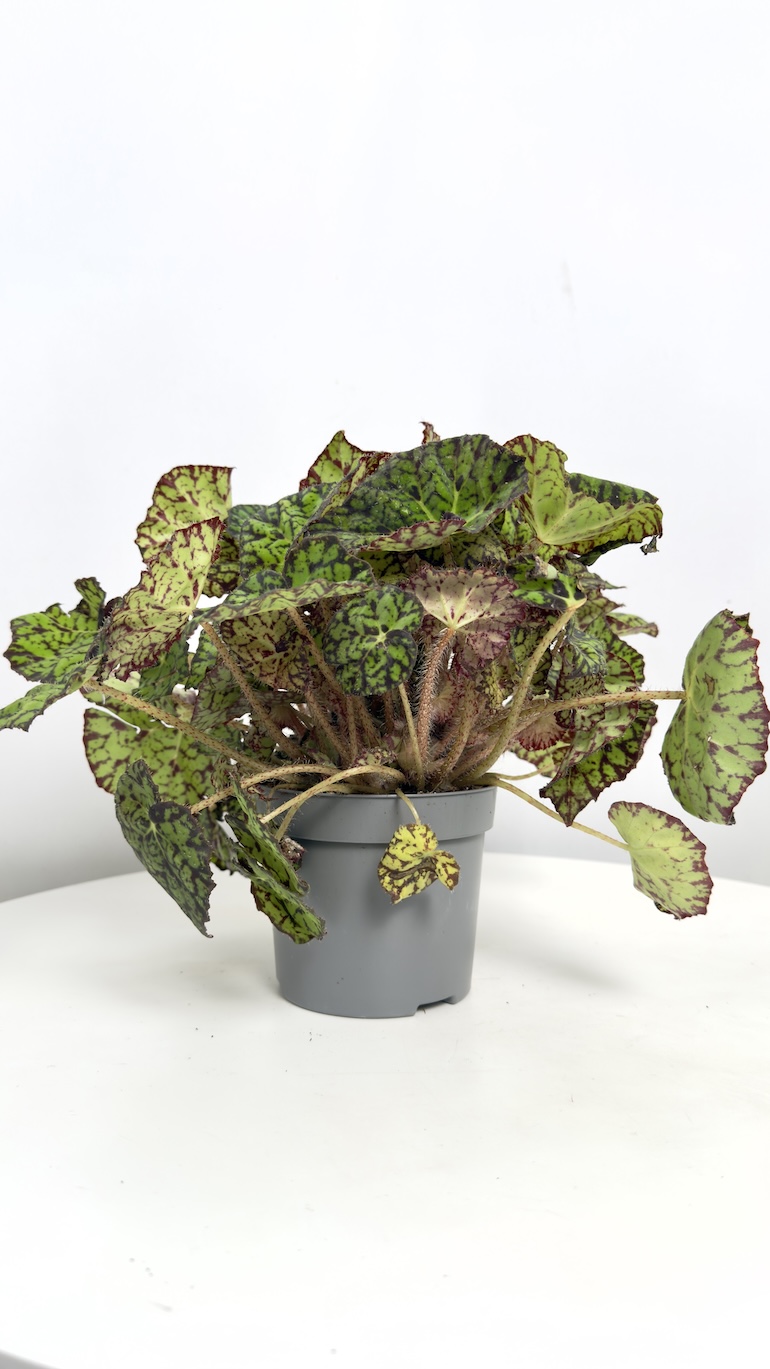 Begonia Rex