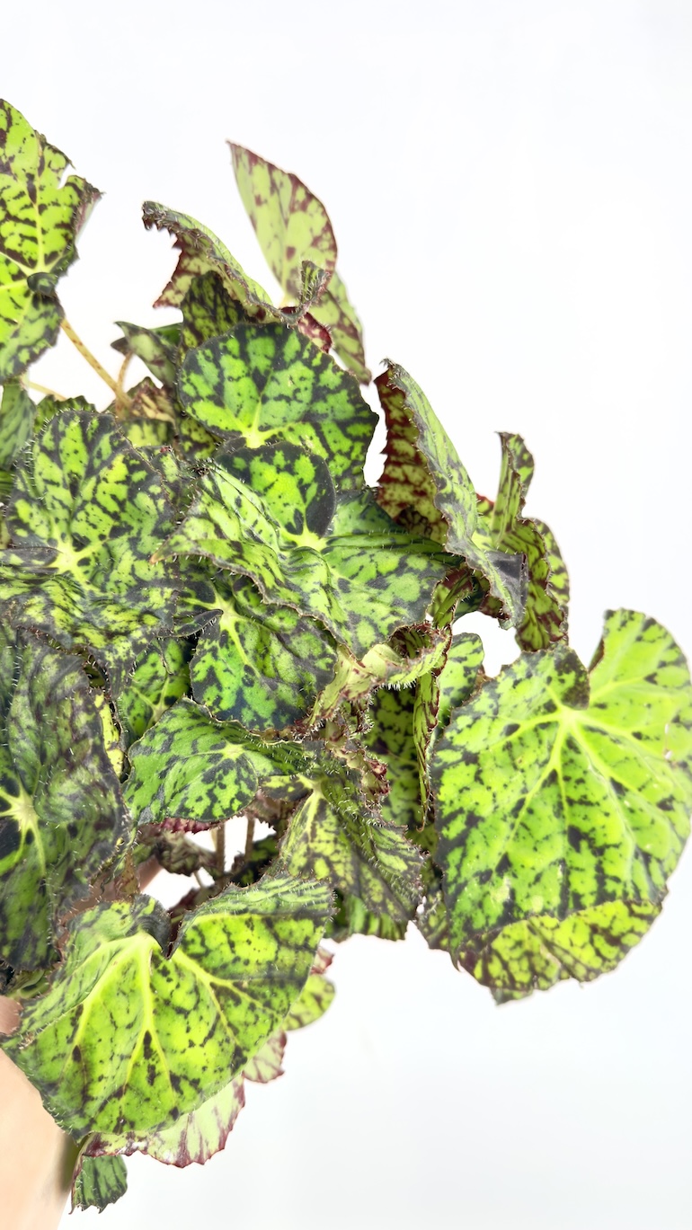 Begonia Rex