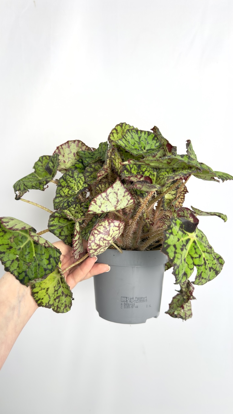 Begonia Rex