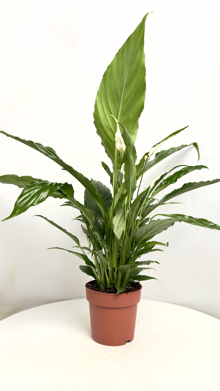 Spathiphyllum Sweet Chico