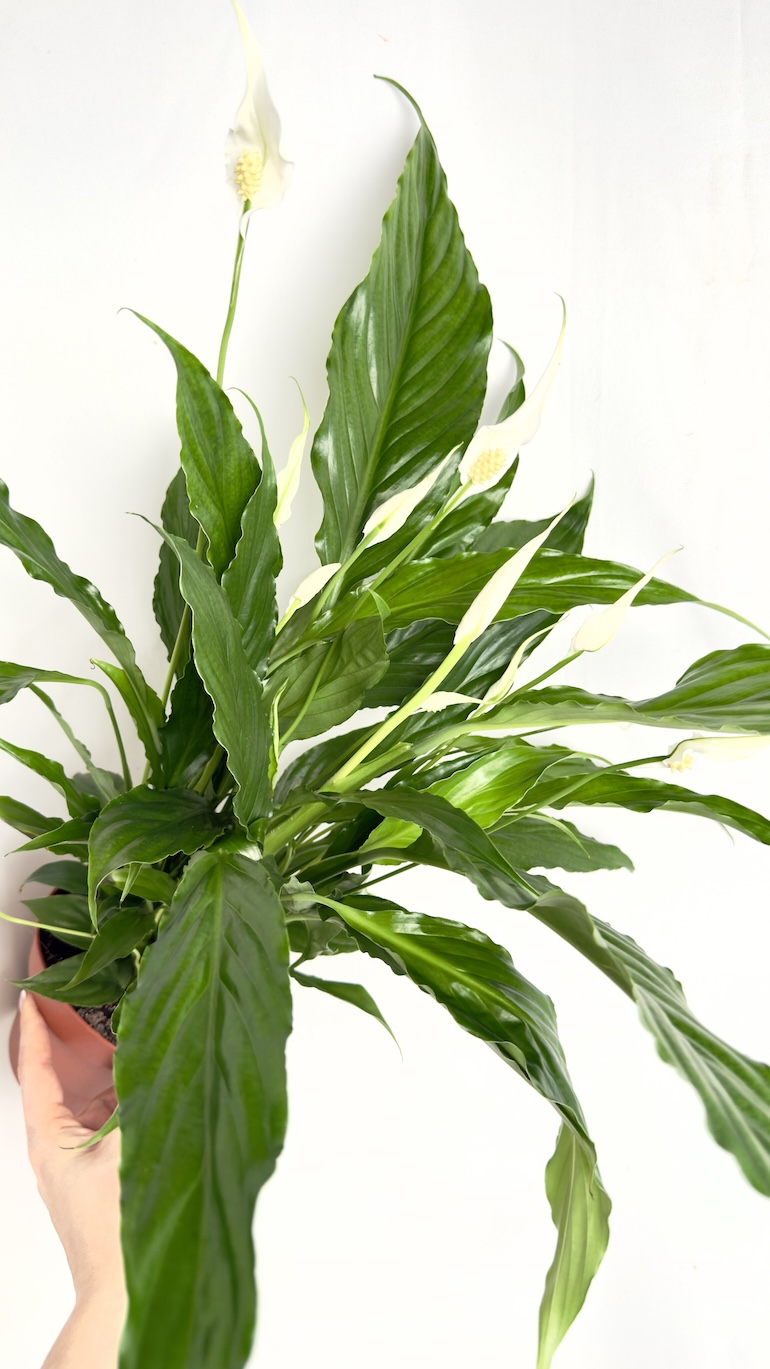 Spathiphyllum Sweet Chico