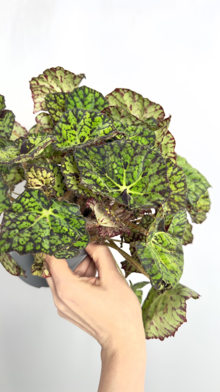 Begonia Rex