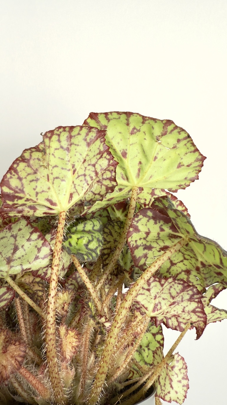 Begonia Rex