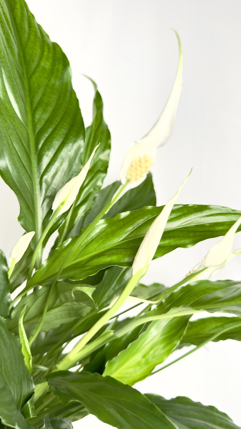 Spathiphyllum Sweet Chico