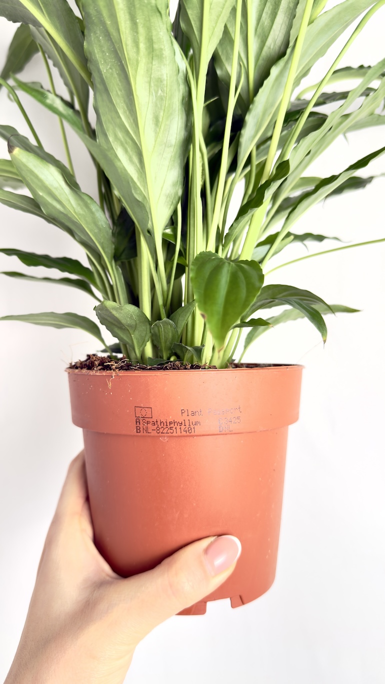 Spathiphyllum Sweet Chico