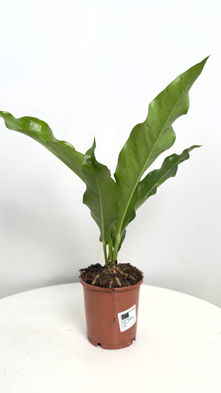 Anthurium Jungle Bush