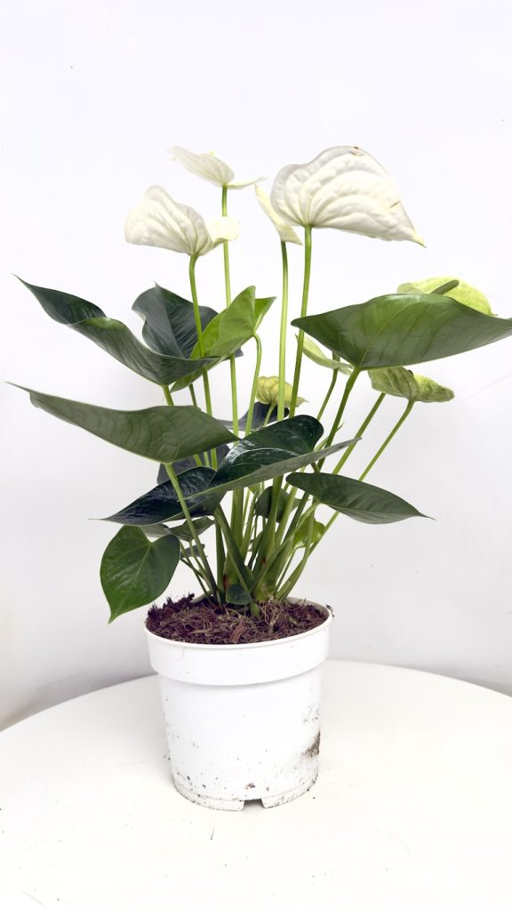 Anthurium Alpine z białymi kwiatami i błyszczącymi zielonymi liśćmi w doniczce, elegancka roślina doniczkowa do wnętrz