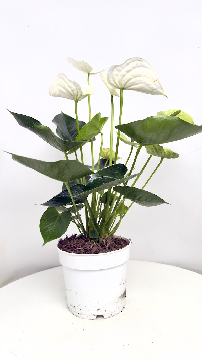 Anthurium Alpine