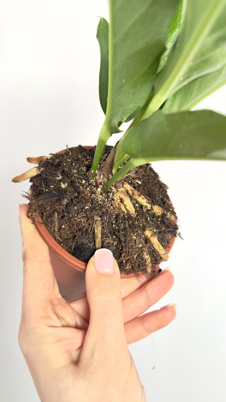 Anthurium Jungle Bush