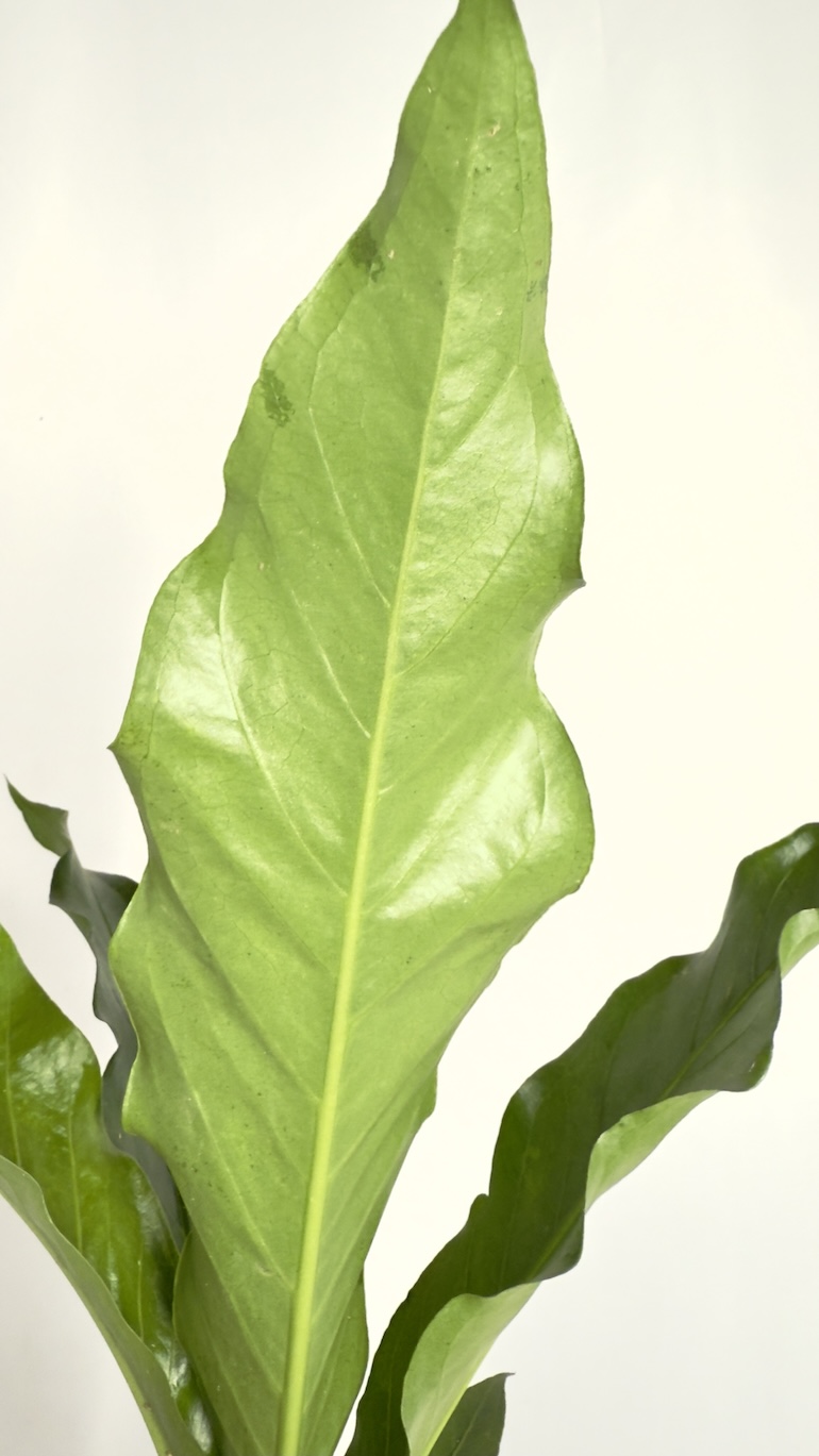Anthurium Jungle Bush