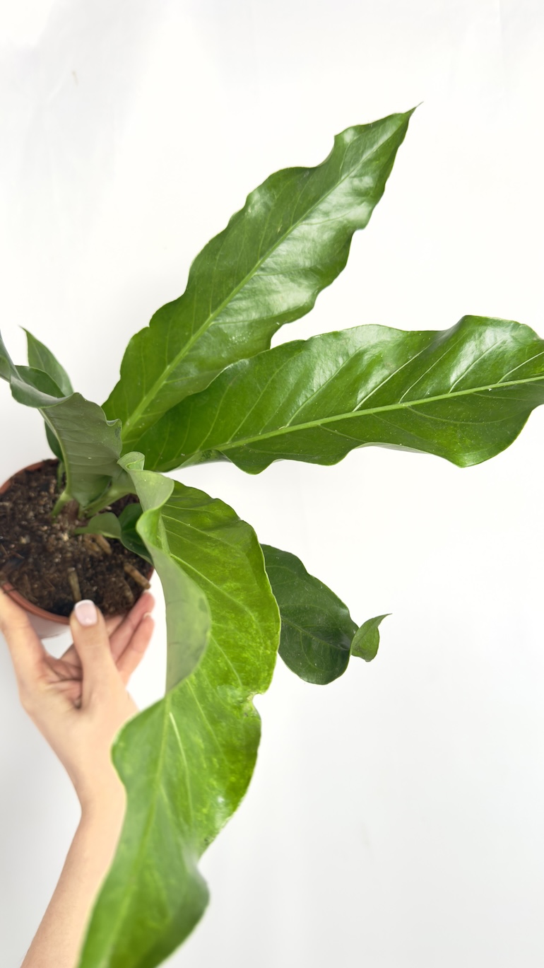 Anthurium Jungle Bush