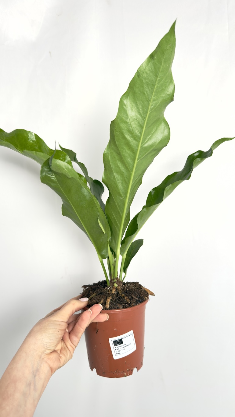 Anthurium Jungle Bush
