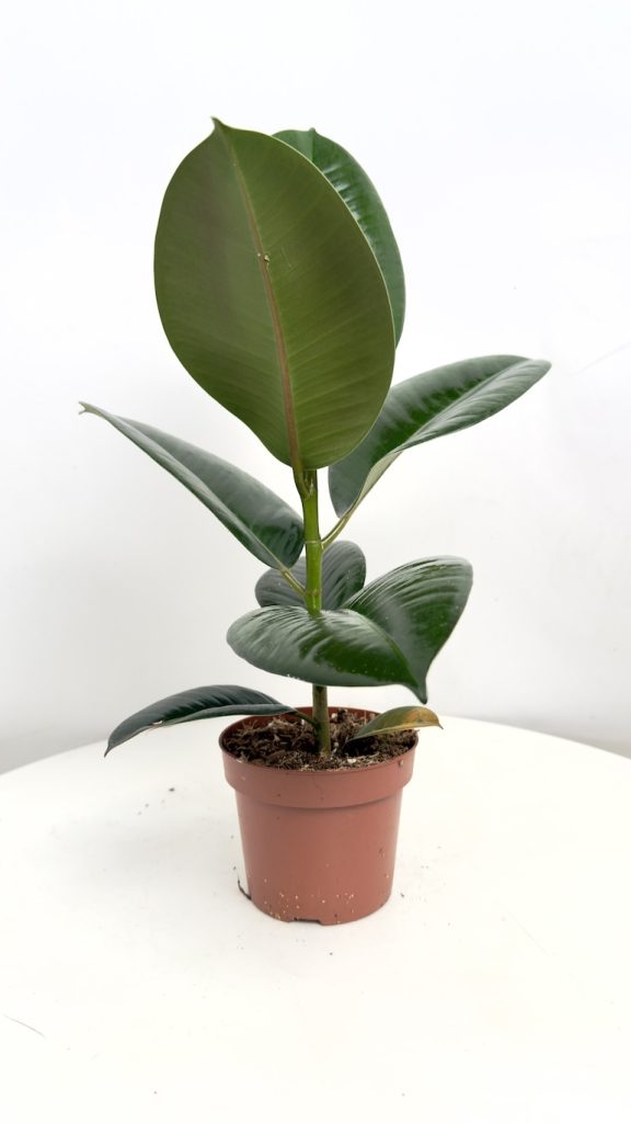Ficus Robusta