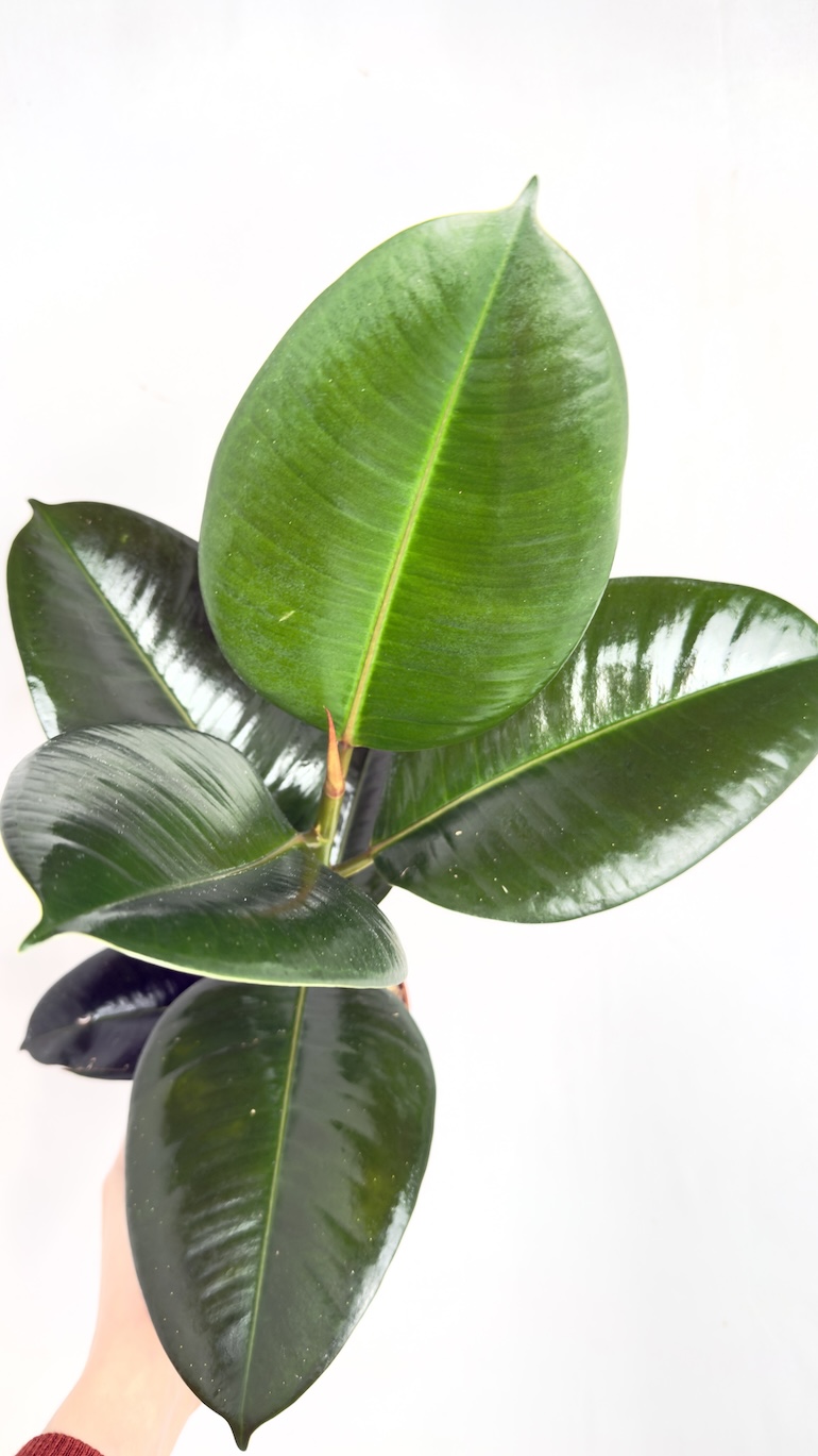 Ficus Robusta