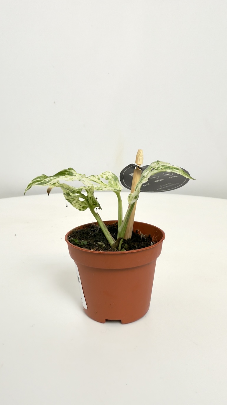 Monstera Frozen Freckles