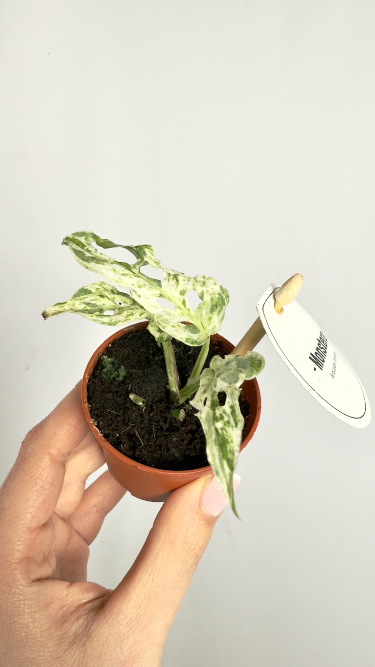Monstera Frozen Freckles