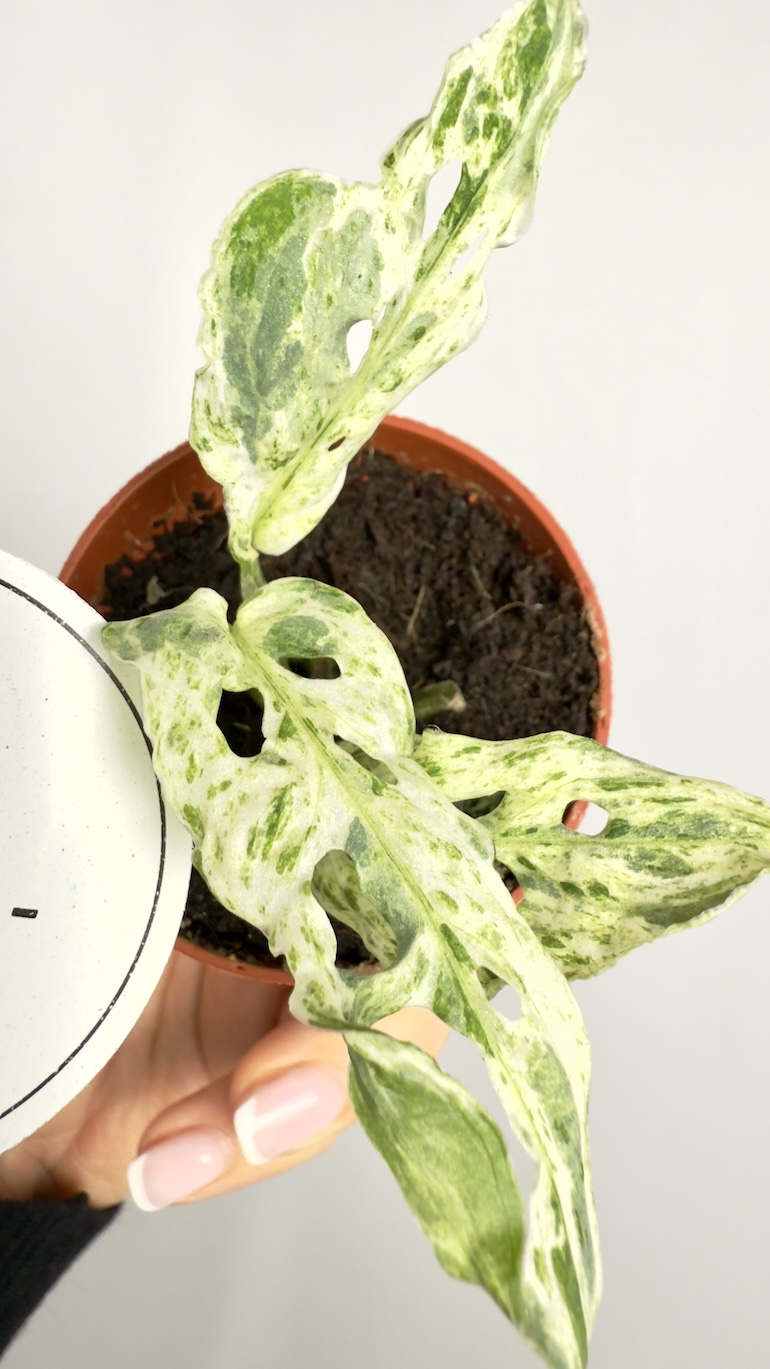 Monstera Frozen Freckles