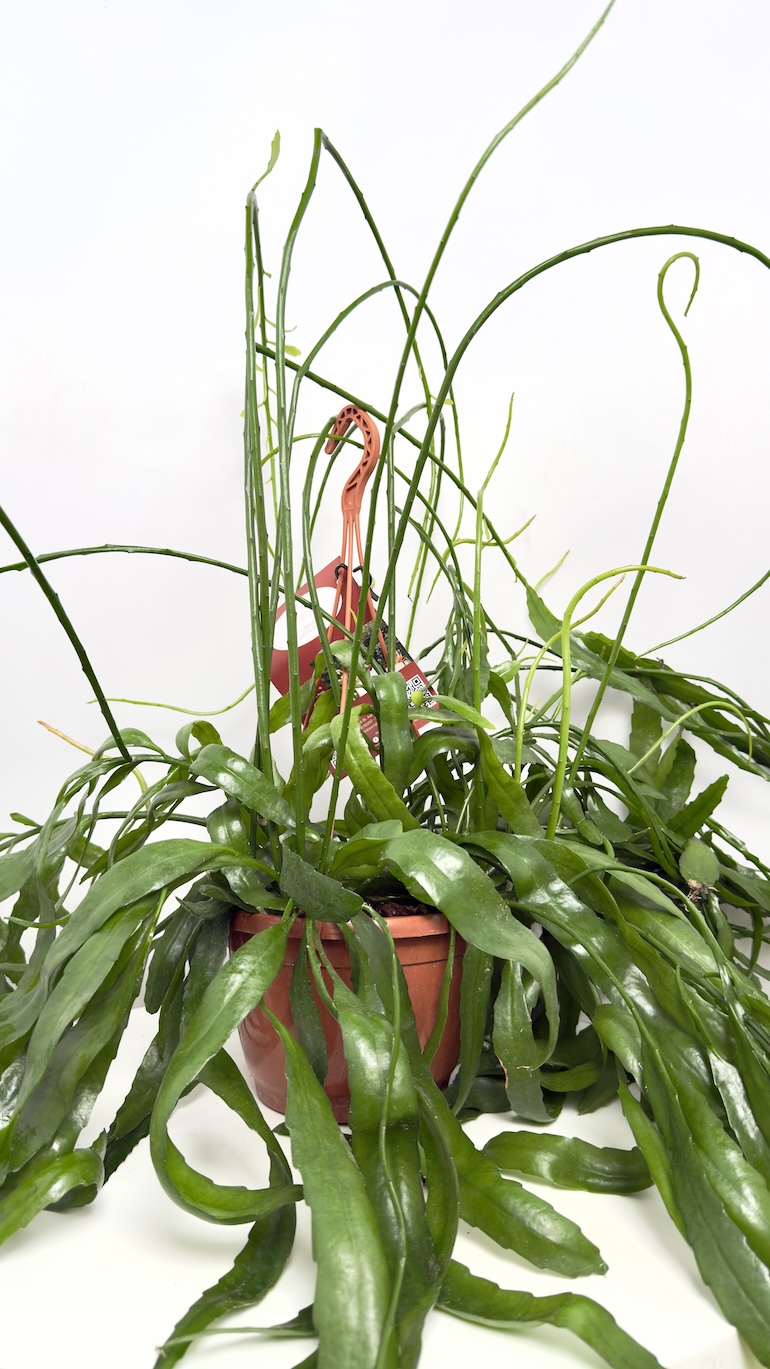 Epiphyllum Kaktus Epifityczny
