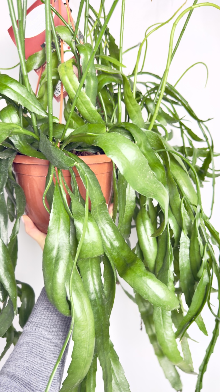 Epiphyllum Kaktus Epifityczny