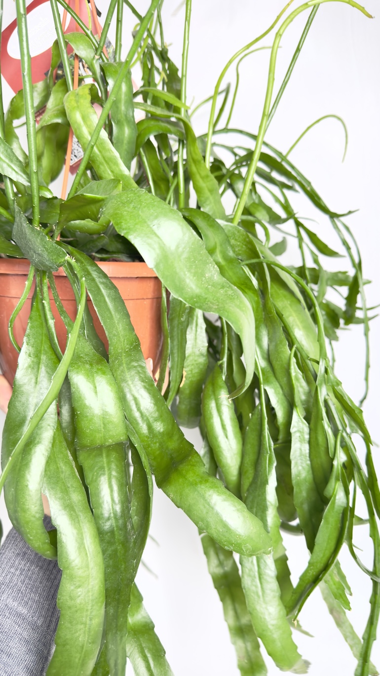Epiphyllum Kaktus Epifityczny