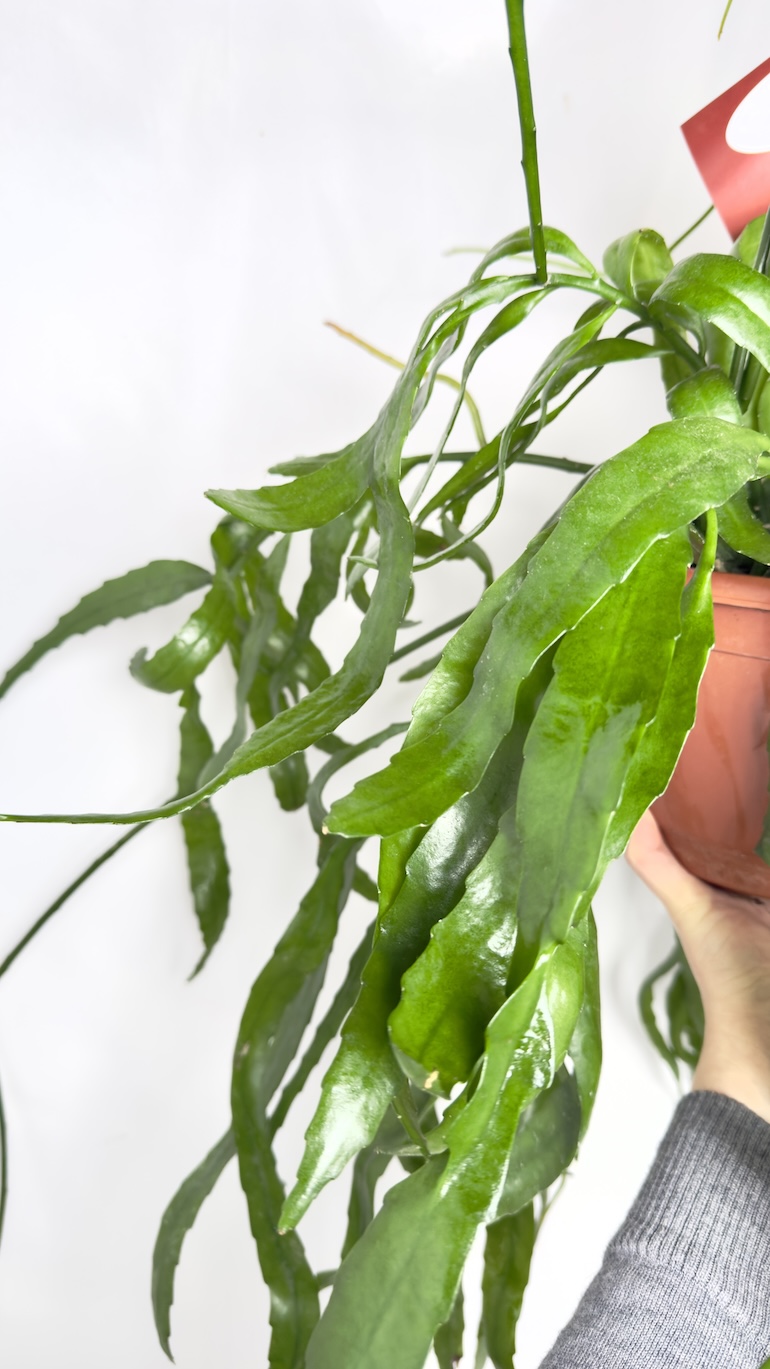 Epiphyllum Kaktus Epifityczny