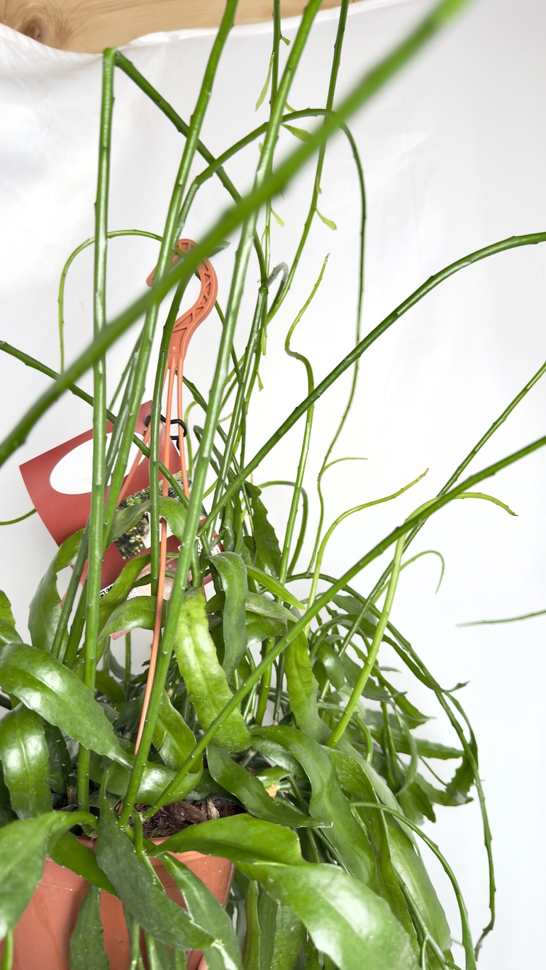 Epiphyllum Kaktus Epifityczny