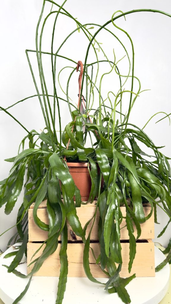 Epiphyllum Kaktus Epifityczny