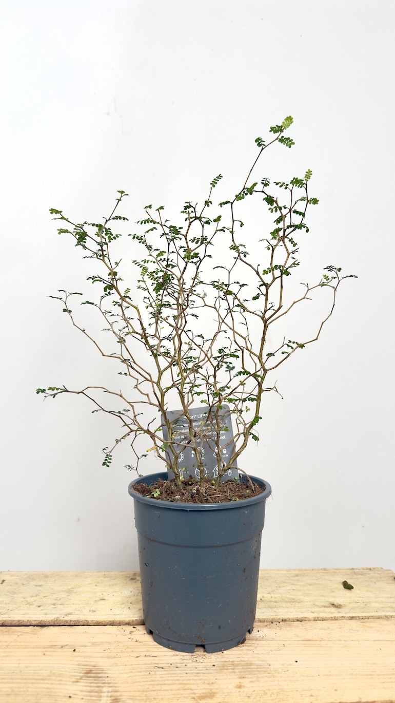 Corokia Maori Green