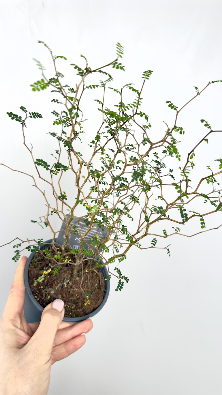 Corokia Maori Green