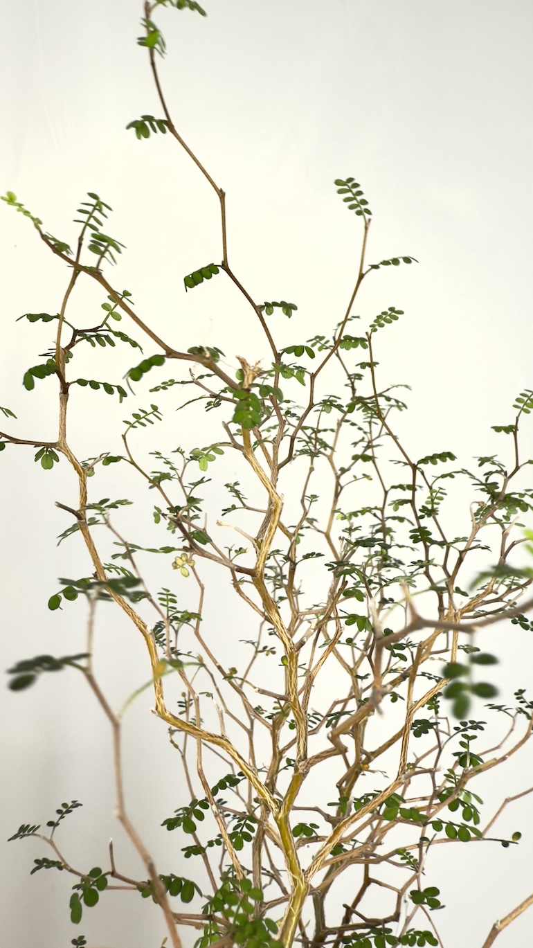 Corokia Maori Green