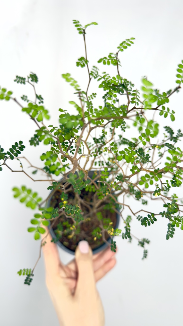 Corokia Maori Green