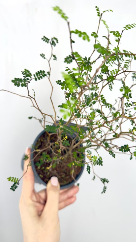 Corokia Maori Green