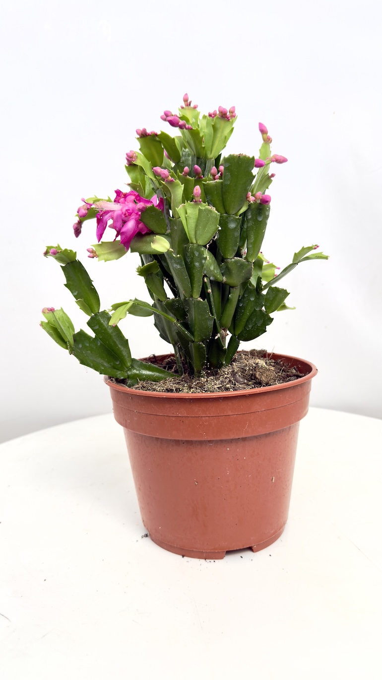 Schlumbergera Grudnik fuksjowy 14/25 cm
