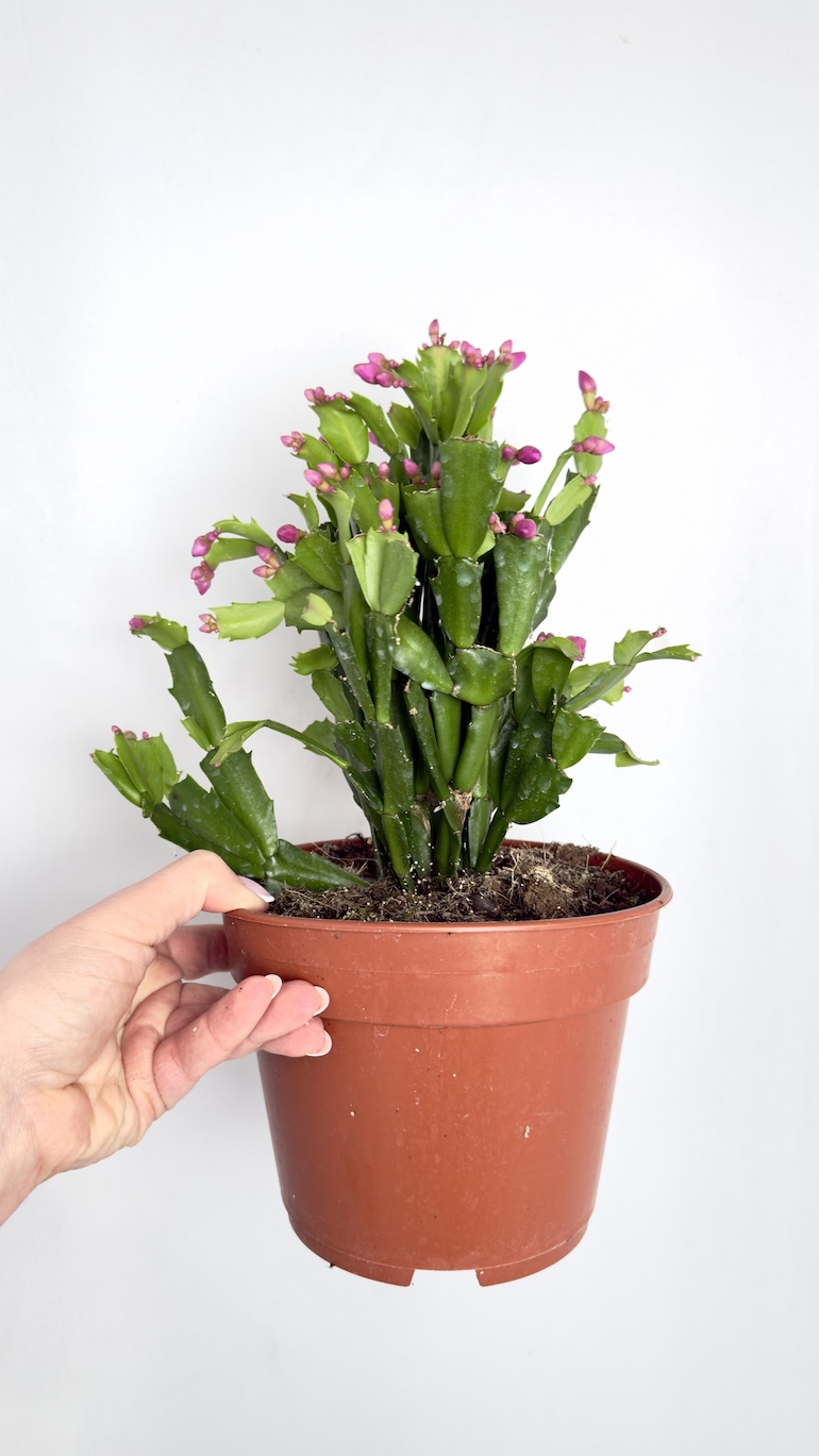 Schlumbergera Grudnik fuksjowy 14/25 cm