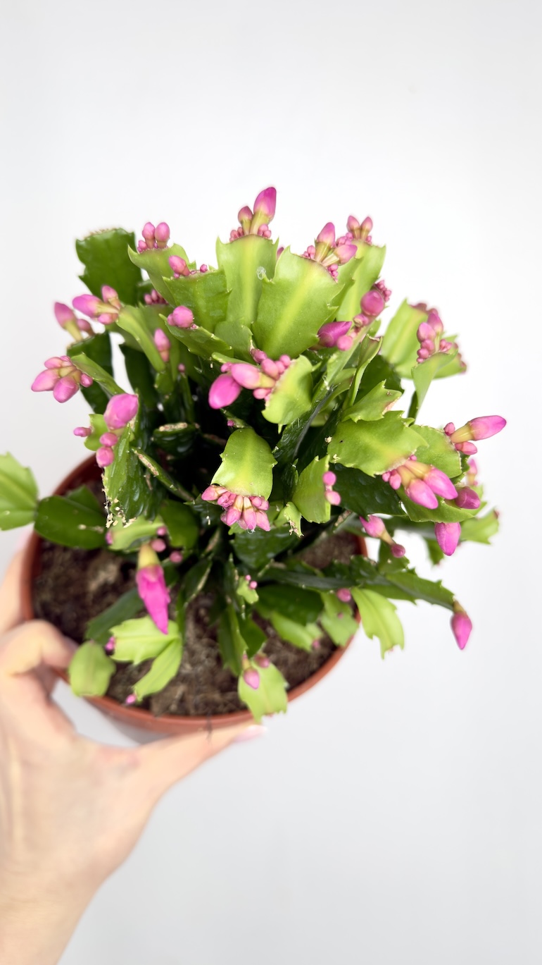 Schlumbergera Grudnik fuksjowy 14/25 cm