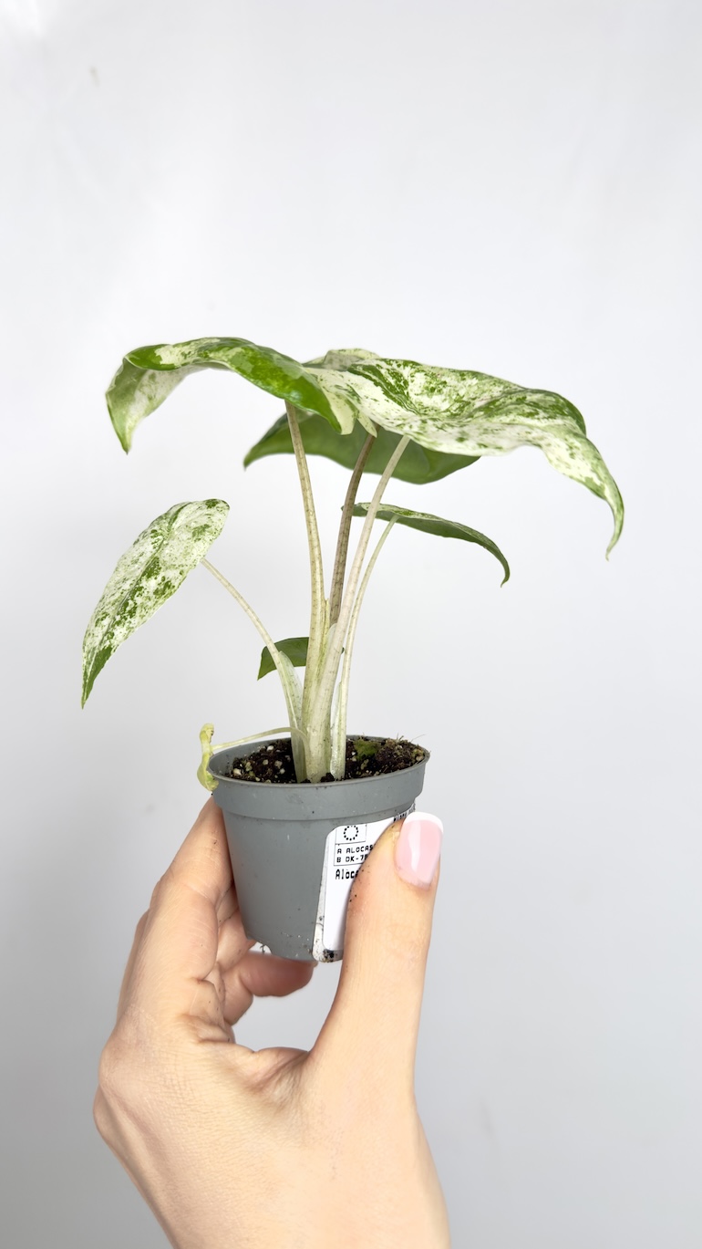 Alocasia Macrorrhiza camouflage Variegata