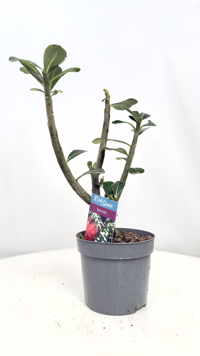 Adenium Obesum II kategorii