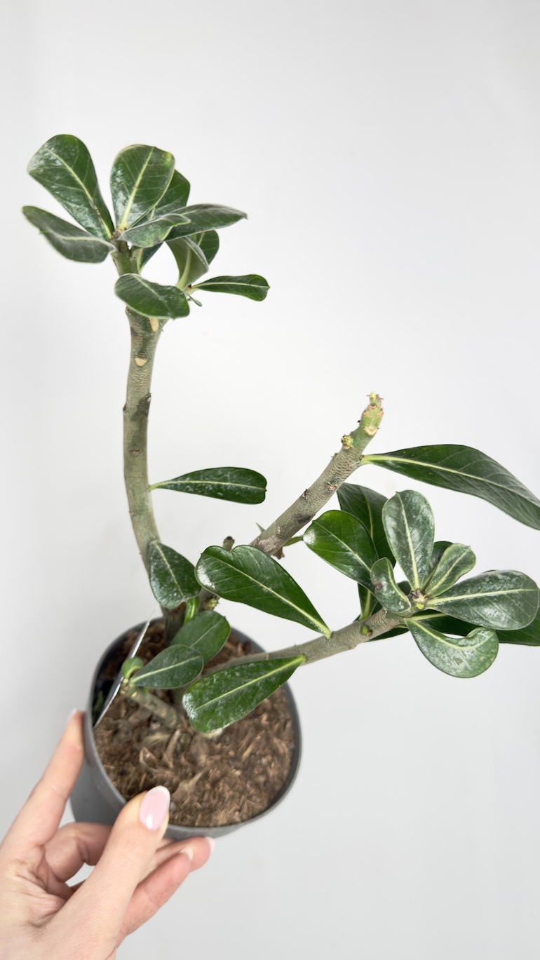 Adenium Obesum II kategorii