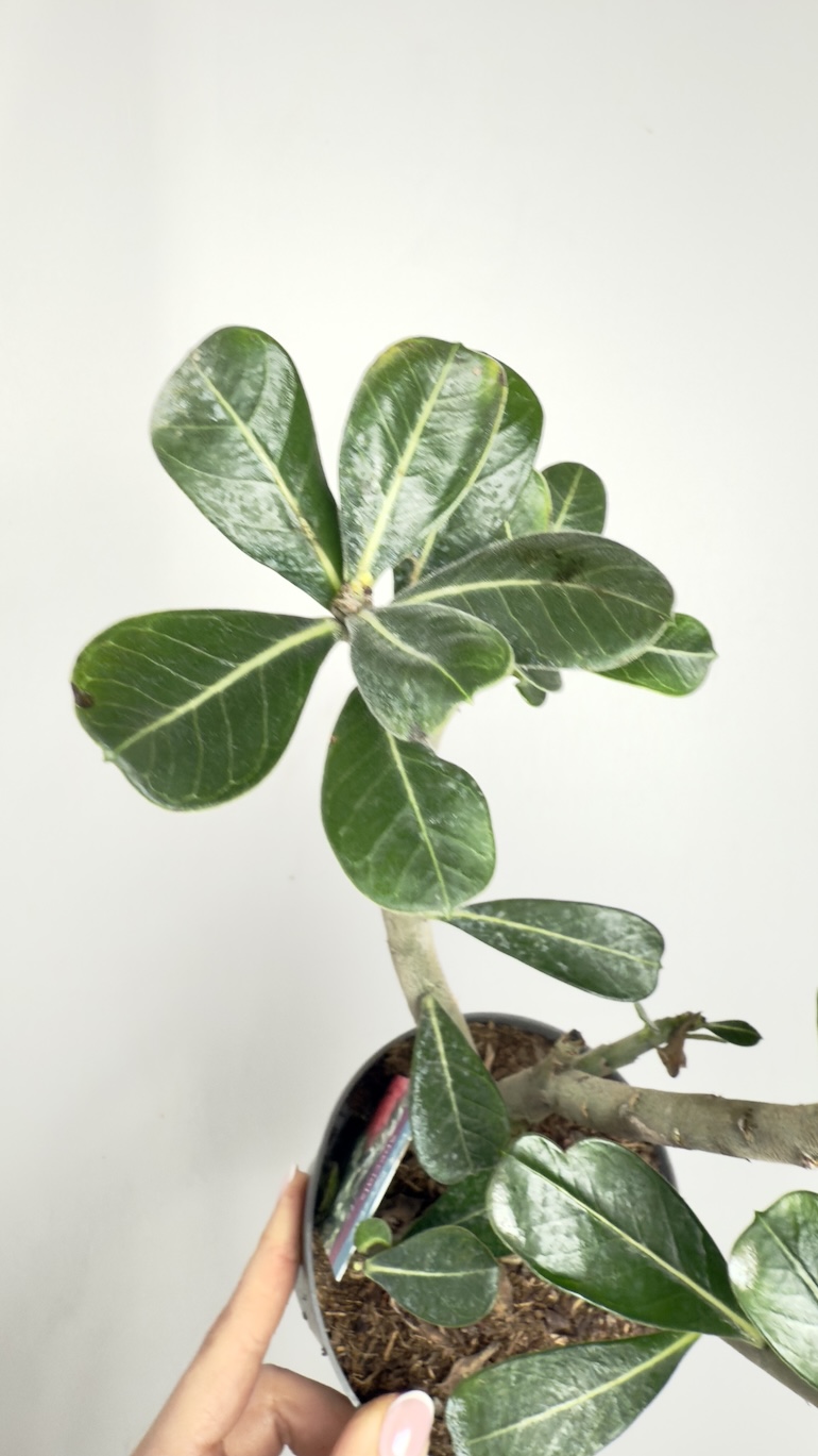 Adenium Obesum II kategorii