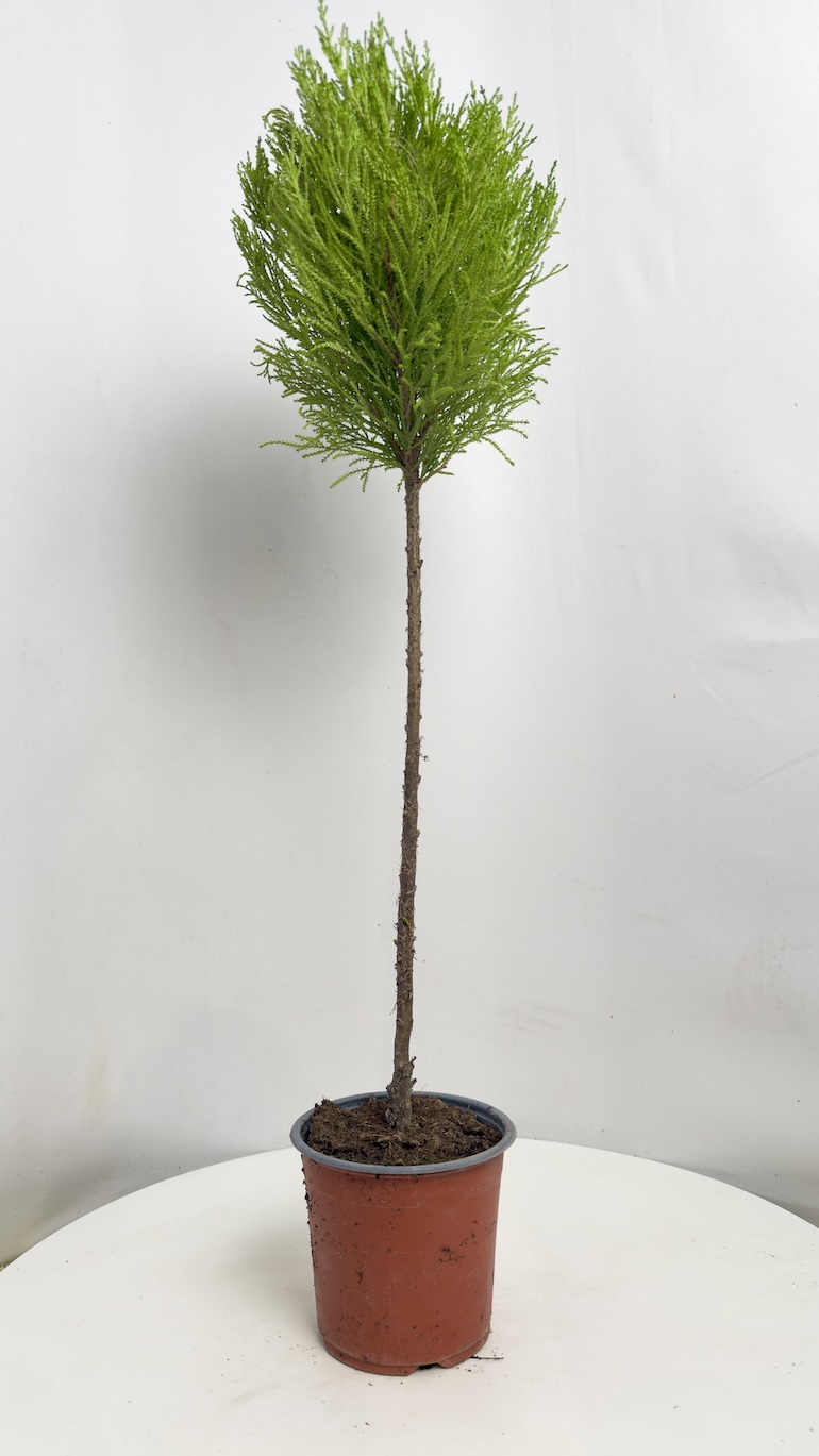 Cyprys macr. Goldcrest Wilma Uni Ball (cupressus)